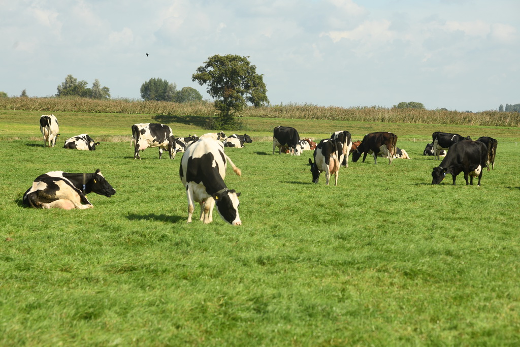 Foto koeien Kortleve in wei