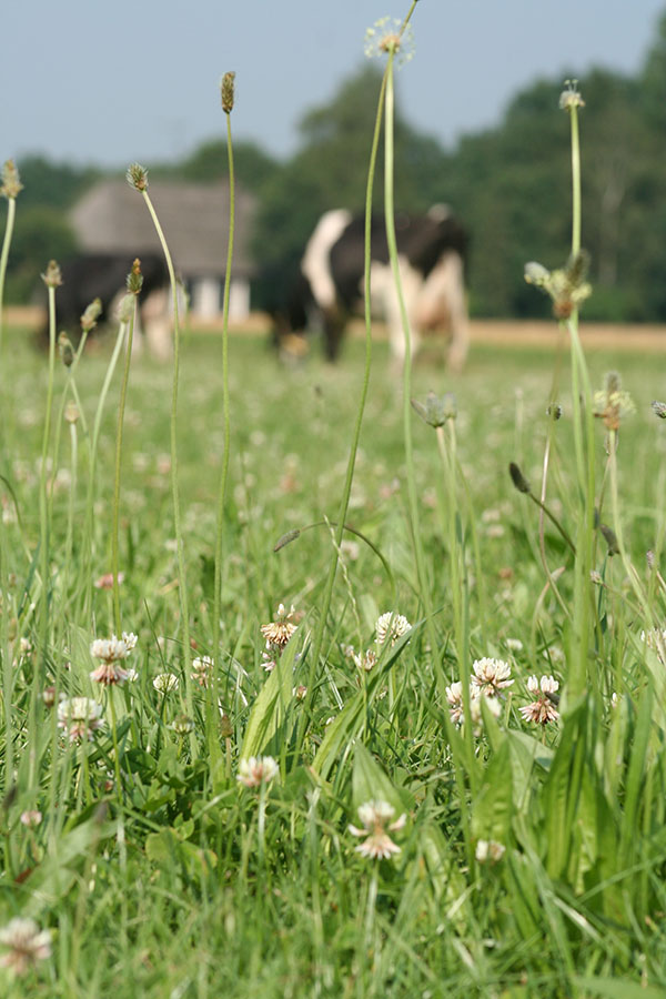 Koeien in kruidenrijk grasland