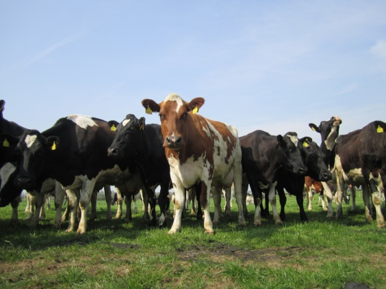 20150724 koeien op gazonnetje