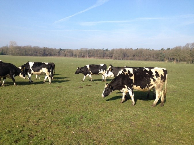 20160311 droge koeien buiten