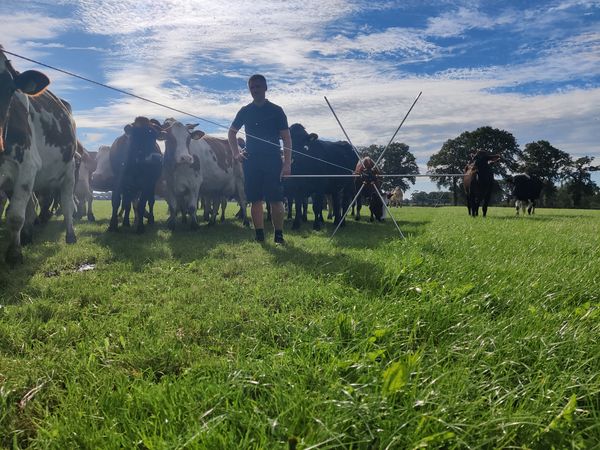 Wessels en koeien bij rasterspin